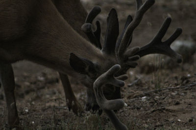 Close-up of deer