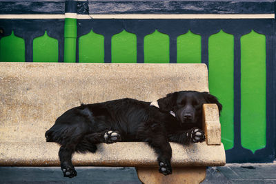 Black dog sleeping in a bench