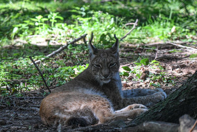 Portrait of a cat resting on field