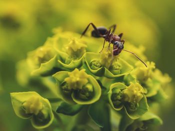 Close-up of insect on flower