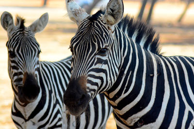 Zebras at the safari