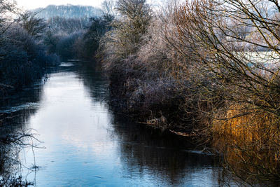 River flowing amidst trees in forest