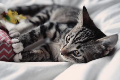 Close-up of cat lying on bed