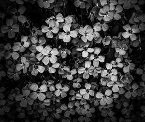 Full frame shot of flowering plant