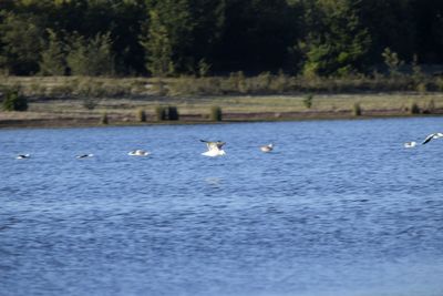 Seagulls flying over lake