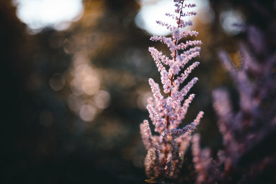 Close-up of pink flowers