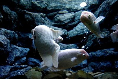 Fish swimming in sea