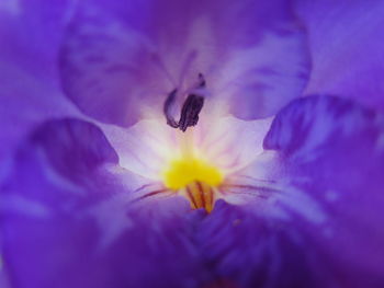 Macro shot of flower blooming outdoors