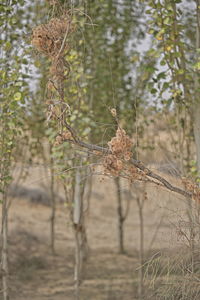 View of dead plant on land