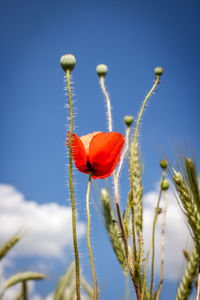 Close-up of poppy flowers