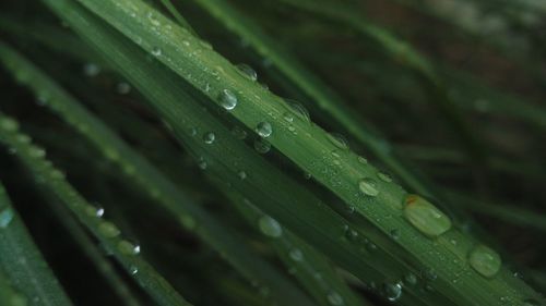 Full frame shot of wet plants