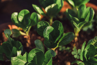 Close-up of fresh green plant