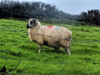 Sheep standing in a field