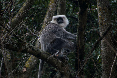 Monkey sitting on tree branch