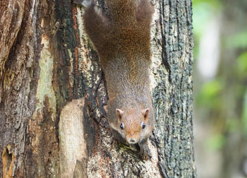 Close-up portrait of squirrel on tree trunk