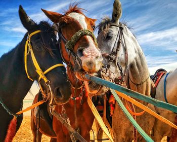 Close-up of horses