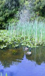 Ducks floating on water