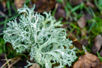 Close-up of dew drops on plant leaves