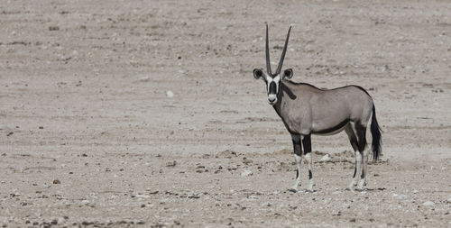 An oryx standning in the fields of etosha national park