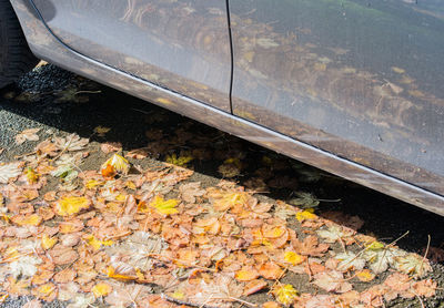 High angle view of dry leaves on car during autumn