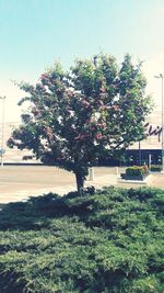 Flowering tree by house on field against sky