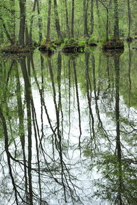 Reflection of trees in lake