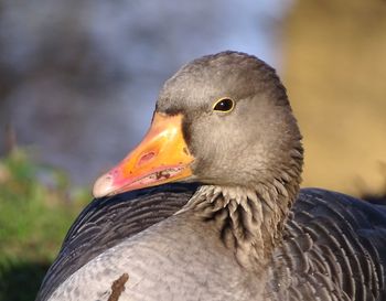 Close-up of a bird