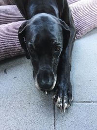 High angle portrait of black dog resting on floor