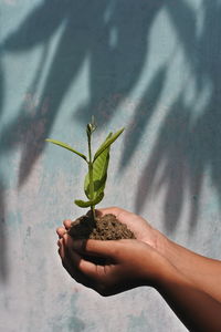 Cropped hands holding plant against wall