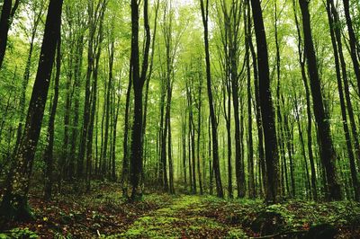 Trees in forest