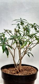 Close-up of potted plant on table