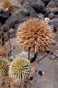 Close-up of dandelion