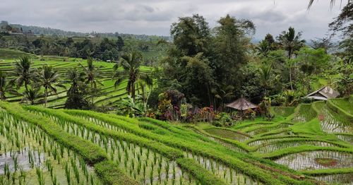 Scenic view of agricultural field against sky