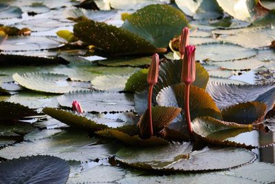 Close-up of lotus water lily in lake