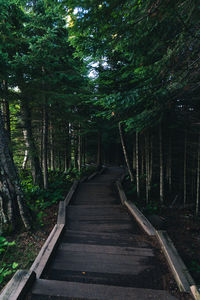 Footpath amidst trees in forest