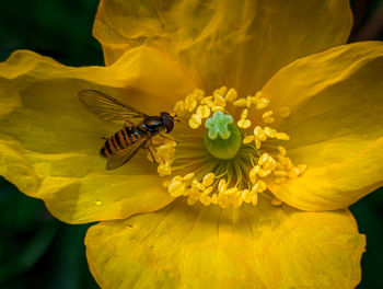 Close-up of bee pollinating on yellow flower