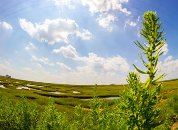 Scenic view of field against cloudy sky