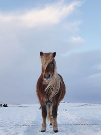 Giraffe standing on snow covered land against sky