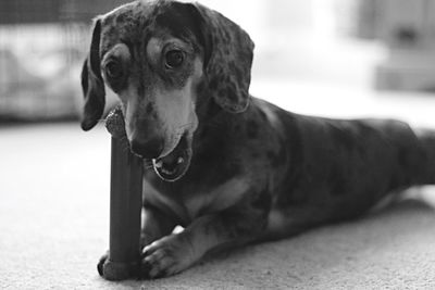 Portrait of dog sitting at home