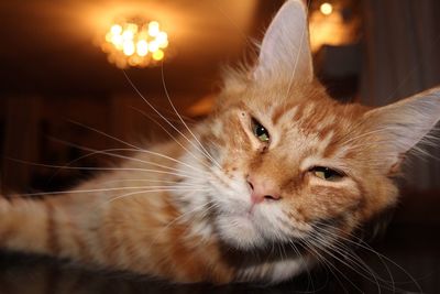 Close-up portrait of cat