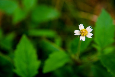 Close-up of white flowering plant