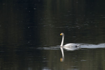 Swan swimming in lake