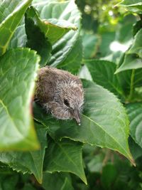 Close-up of insect on leaves
