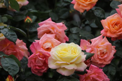 Close-up of pink roses