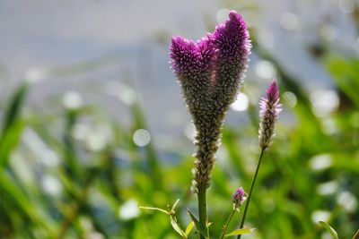 Close-up of purple flowering plant