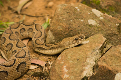 Close-up of lizard on rock