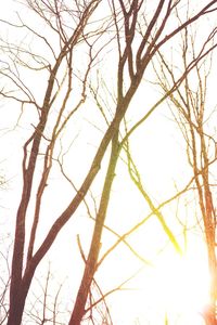 Low angle view of bare trees