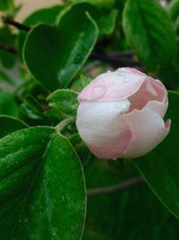 Close-up of pink flower