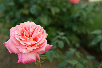 Close-up of pink rose