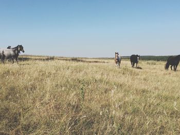 Sheep grazing on grassy field